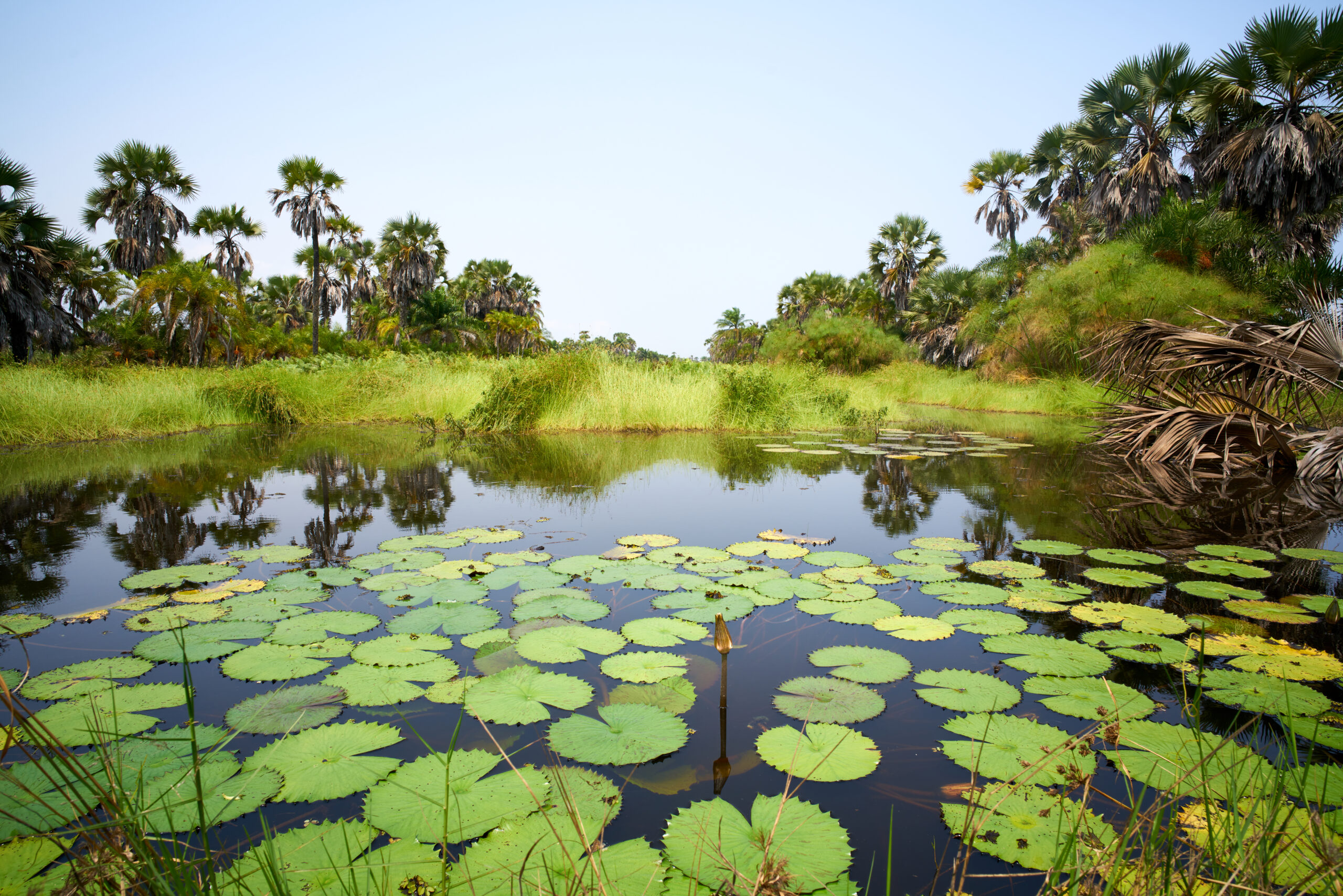 Landscape of water lilies with palm trees