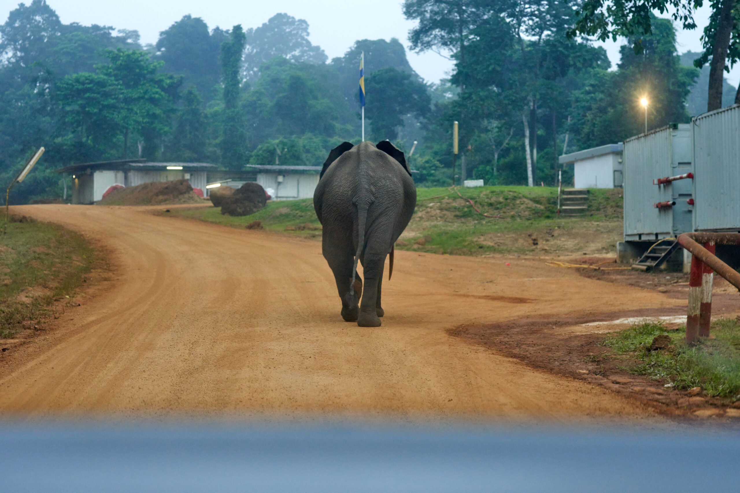 Elephant walking seen from behind 